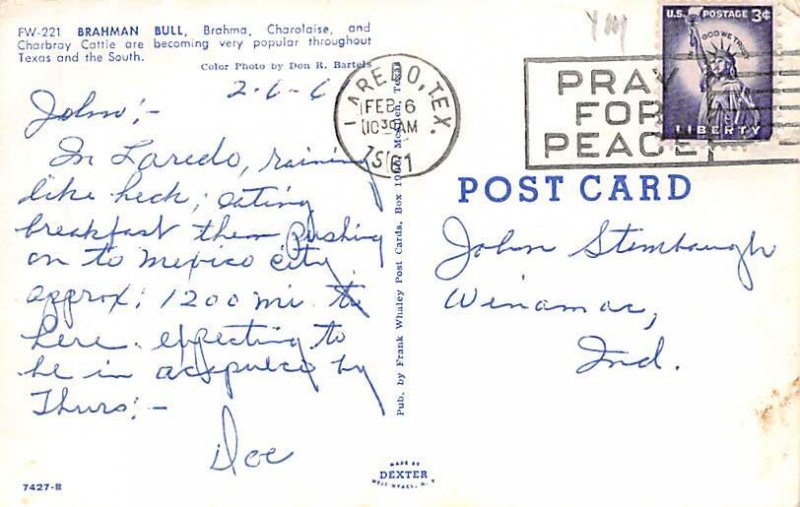 Brahman Bull Postcard