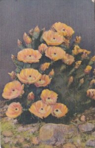 Prickly Pear Cactus In Bloom 1946 Curteich