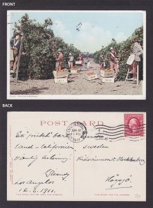 Postcard, United States, Picking Oranges