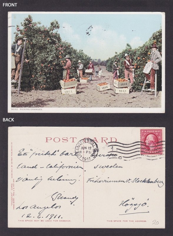 Postcard, United States, Picking Oranges