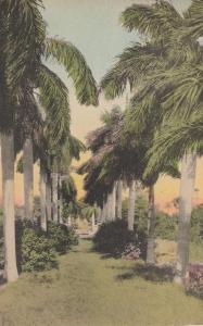 Royal Palms FL, Florida - Hand-Colored - pm 1934 - DB