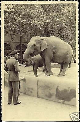 Elephants in Zoo, Zoological Garden (1930s) RPPC 