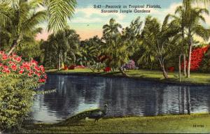 Florida Sarasota Peacock In Sarasota Jungle Gardens Curteich