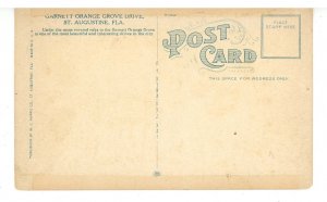 FL - St. Augustine. Garnett Orange Grove Drive ca 1906