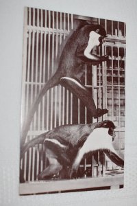 Diana Monkeys Lincoln Park Zoo Chicago Illinois Real Photo Postcard