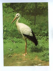 195566 Europe white stork old postcard