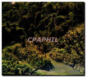 Postcard Modern Congo Mayombe Forest