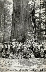 Tourist Group Santa Cruz Big Tree Park California Postcard Pacific Novelty UNP