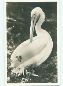 rppc 1947 Close-Up PELICAN BIRD IN WASSENAAR - SOUTH HOLLAND NETHERLANDS AC8230