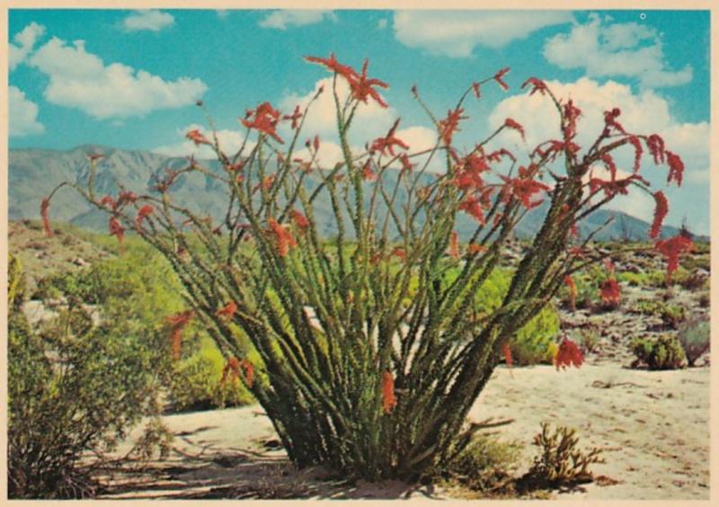 Arizona Desert View With Ocotillo Cactus