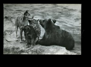 135942 Dingo & Jaguar & Brown Bear Old Russian PHOTO PC