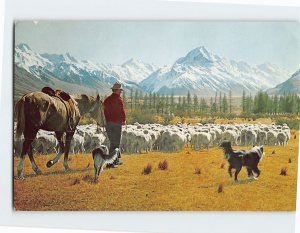 Postcard Glentanner Station, Mustering sheep, New Zealand