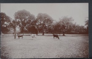 Worcestershire? Postcard - Man and Cows In a Field   RS8779