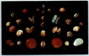 Postcard - Shells of Florida and the Gulf of Mexico 