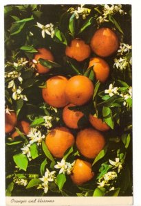 Oranges And Blossoms, Florida, Vintage 1966 Chrome Postcard, Peace Slogan Cancel