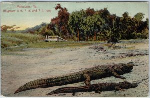 c1910s Melbourne, FL Large Alligators Sandy Beach PC Wildlife Reptile Forest A19