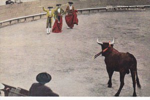 Mexican Bull Fight Ready To Place Banderillas