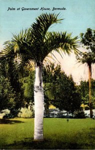 Bermuda Palm At Governm,ent House