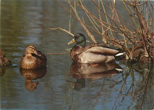 Animal wild duck on river Postcard