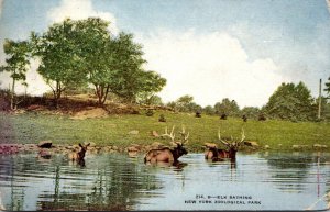 Elk Bathing New York Zoological Park