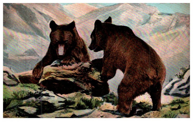 Bears looking for food in log
