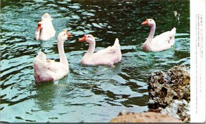 Geese at Yang-Ming Park Taipei City Taiwan China UNP Chrome Postcard L10