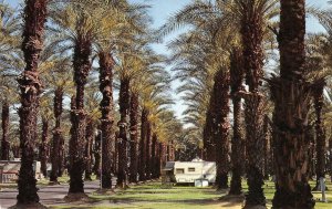 THOUSAND TRAILS Palm Trees PALM SPRINGS San Jacinto Mtns 1987 Vintage Postcard