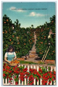 1954 Clearwater Florida's Golden Harvest Orange Tree Florida FL Posted Postcard
