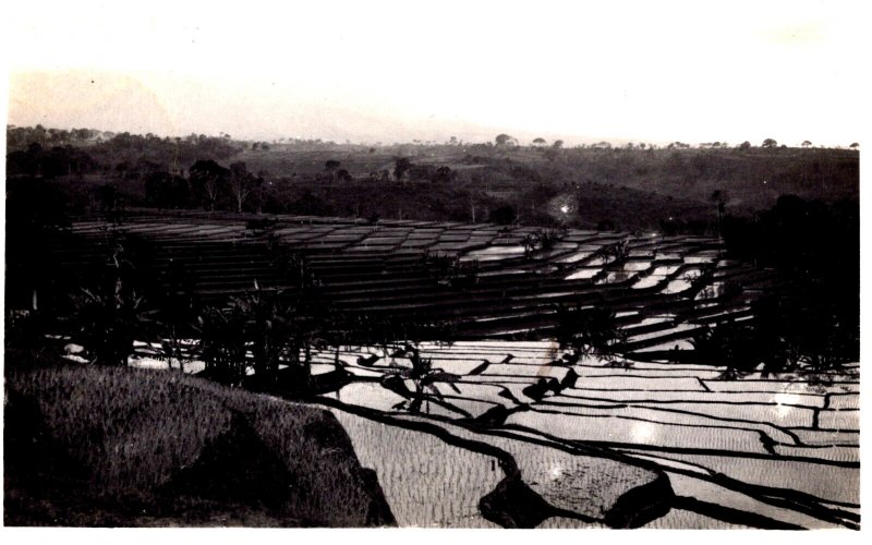 Indonesia Rice Fields Java Vintage RPPC 09.84