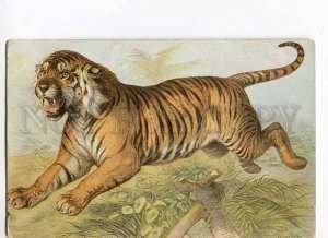 279788 Wild Cat HUNT Tiger by SPECHT Vintage TSN #724 PC 