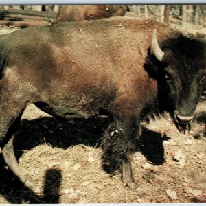 c1960s Parke County IN Buffalo Gobblers Knob Zoo Farm Bison Nr Rockville PC A240