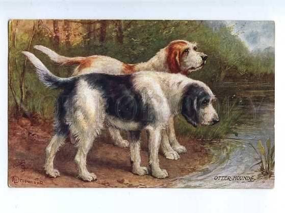 183017 Hunting dogs Otter Hound by Drummond Vintage TUCK