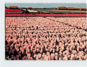 Postcard Dutch Bulb Fields, Netherlands