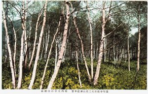 Japan Kamiyama Forest Vintage Postcard C229