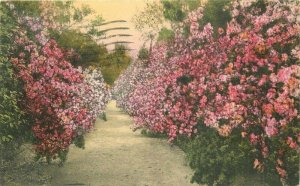 Charleston South Carolina Magnolia Gardens Albertype 1933 Postcard 21-13288