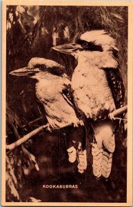 View of Kookaburra Birds Vintage Postcard F41