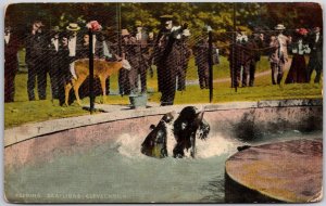 Cleveland Ohio OH, Feeding Sea-Lions, Zoo Animals, Vintage Postcard