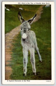 Friendly Baby Burro Typical Character Of The West Donkey Postcard R28