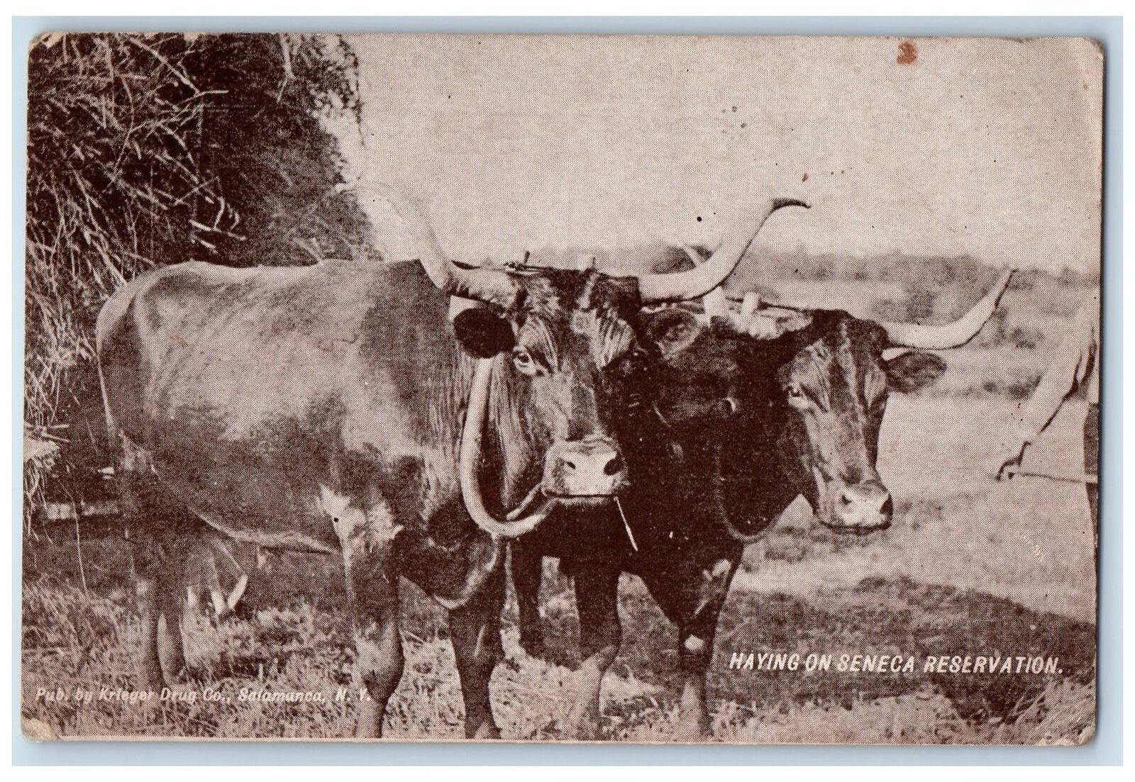 c1950 Haying On Seneca Reservation Buffalo Farmer Salamanca New York NY