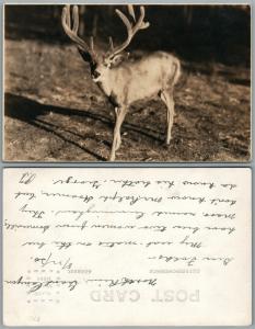 DEER 1930 ANTIQUE REAL PHOTO POSTCARD RPPC