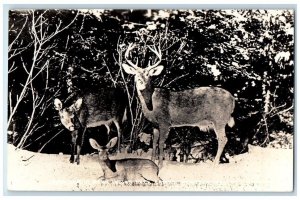 c1910's Deer Buck Doe Fawn Indian Rock Camps Hanover ME RPPC Photo Postcard