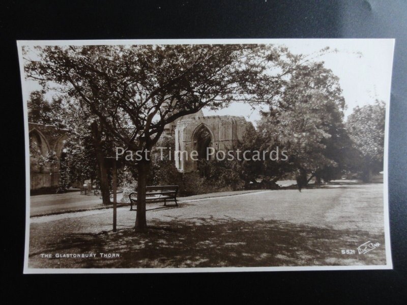 GLASTONBURY ABBEY inc Thorn Tree Collection x 6 Old RP Postcard by Walter Scott