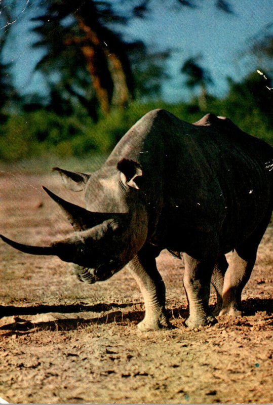 African Fauna The Rhinocerus