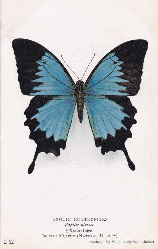 Papilio Ulysses Blue Emperor Australian Swallowtail Butterfly ...