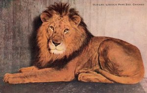 VINTAGE POSTCARD OLD LEO LINCOLN PARK ZOO CHICAGO 1920's