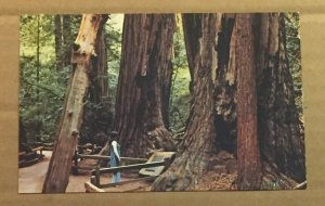 UNUSED POSTCARD MUIR WOODS NATIONAL MONUMENT, THE FALLEN GIANT, MILL VALLEY CAL.