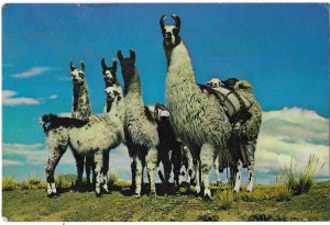 Group of Llamas in Peru Christmas Stamp 1975