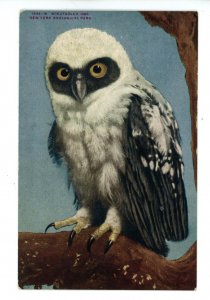 Birds - Spectacled Owl