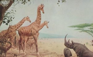 Abyssinian Water Hole Chicago Natural History Museum Old Postcard