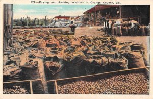 Orange County California Drying and Sacking Walnuts Vintage Postcard AA11354